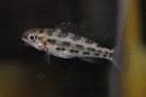 Cichlid chessboard — 3.5